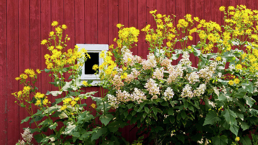 Barn Side Flowers 2 Photograph by Alan L Graham