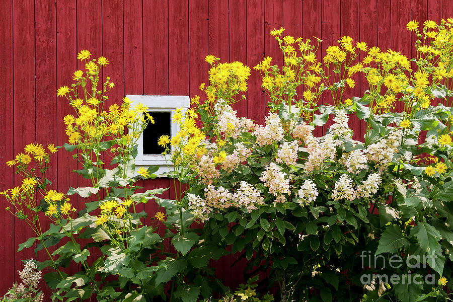 Barn Side Flowers Photograph by Alan L Graham