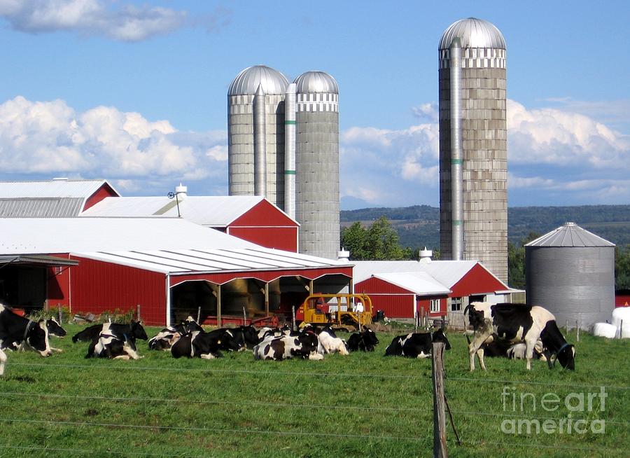 Barn Silos and Cows Finger Lakes New York Photograph by Rose Santuci-Sofranko