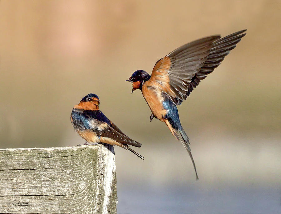 Barn Swallow Conversation Photograph by Judi Dressler