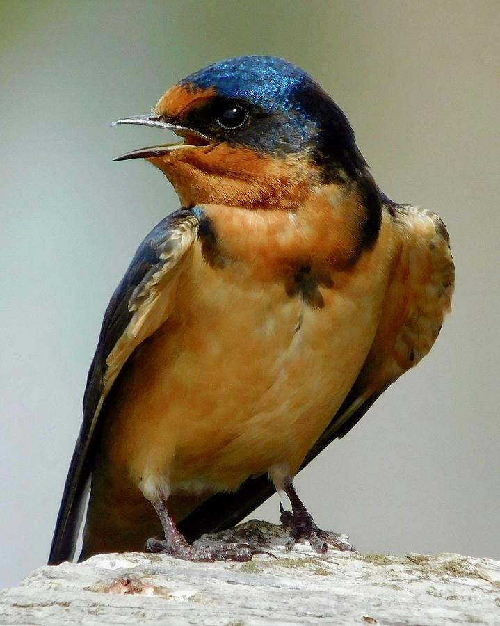 Barn Swallow Photograph by Dan Miller