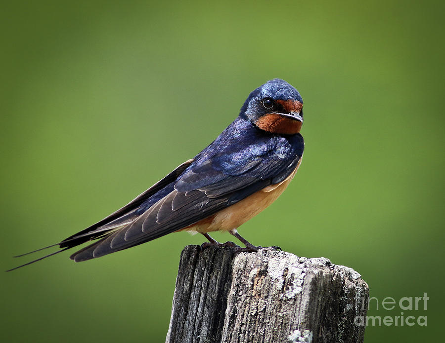 Barn Swallow Photograph by Douglas Stucky