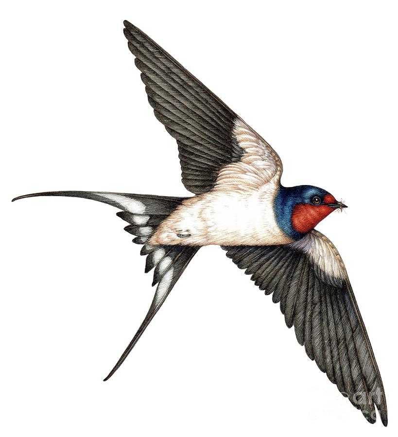 Barn Swallow In Flight Photograph by Lizzie Harper/science Photo ...