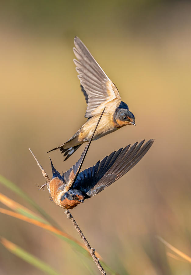 Wildlife Photograph - Barn Swallow by Johnson Huang