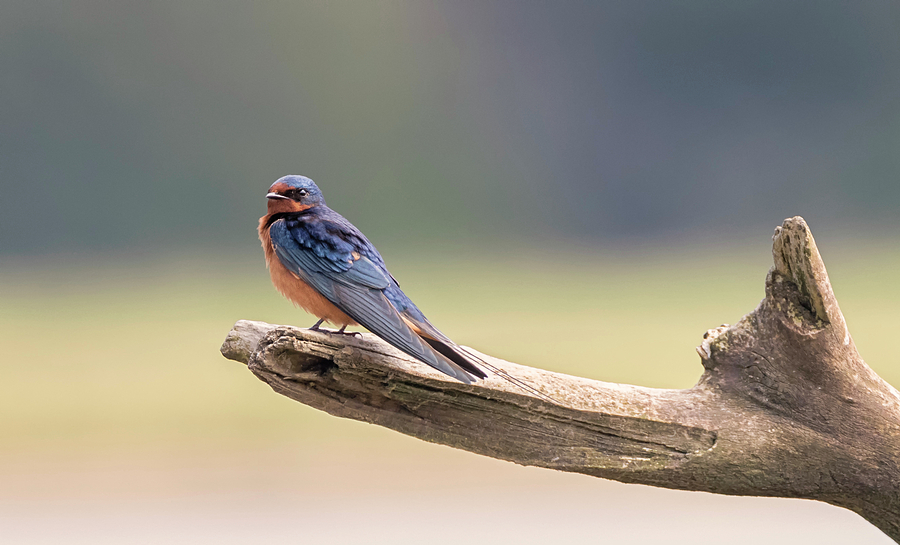 Barn Swallow on Driftwood Photograph by Loree Johnson