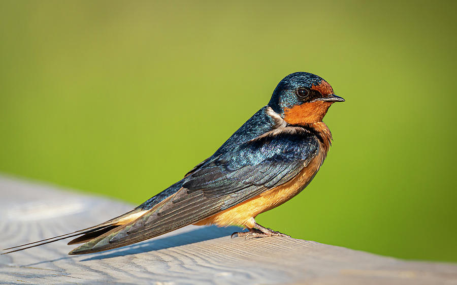 Barn Swallow Photograph - Barn Swallow by Phil And Karen Rispin