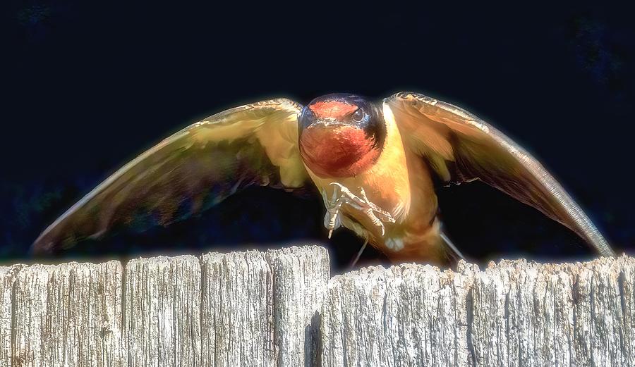 Swallow Photograph - Barn Swallow by Porter Thomas