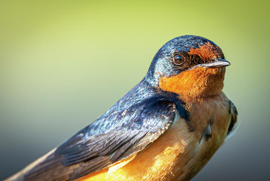 Barn Swallow Portrait by Philip Rispin Barn Swallow Portrait by Philip Rispin