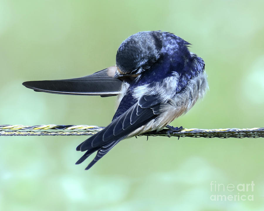 Barn Swallow Preening Photograph by Amy Porter Barn Swallow Preening Photograph by Amy Porter