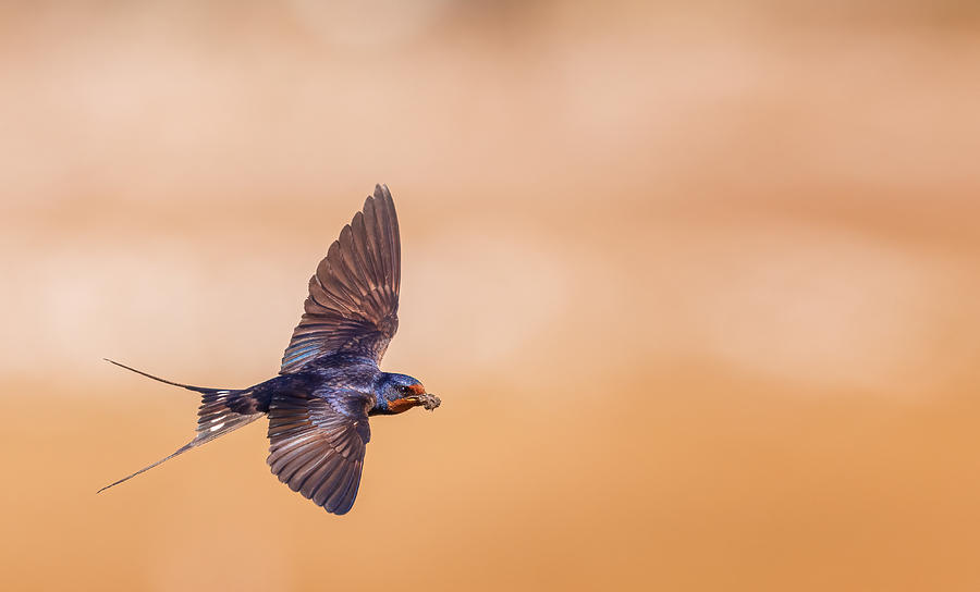 Swallow Photograph - Barn Swallow With Building Material For The Nest by Magnus Renmyr