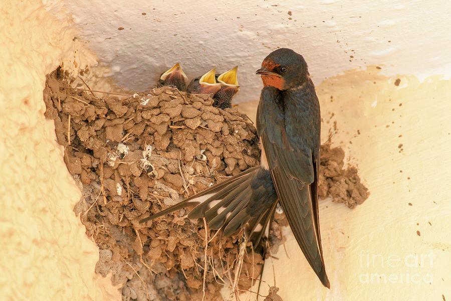 Barn Swallow With Hatchlings Photograph by Photostock-israel/science Photo Library
