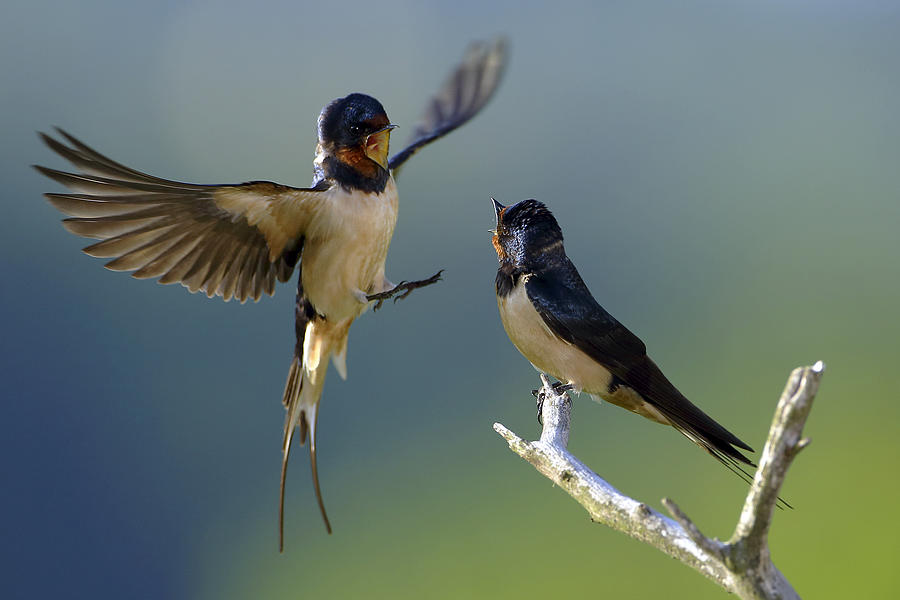 Swallow Photograph - Barn Swallows by Matej Vranic