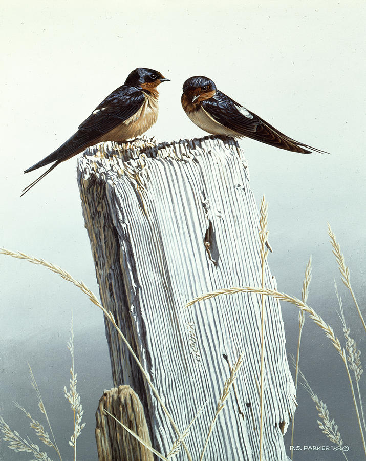 Barn Swallows On Fence Post Painting by Ron Parker