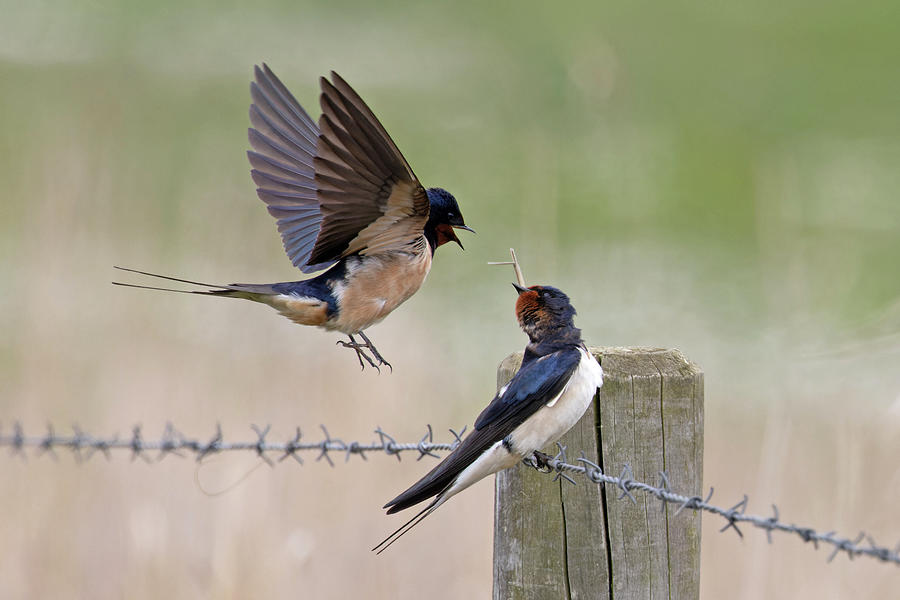 Barn Swallows , Pair, Courting. Cley Marshes Nwt, Norfolk Photograph by Robin Chittenden / Naturepl.com Barn Swallows , Pair, Courting. Cley Marshes Nwt, Norfolk Photograph by Robin Chittenden / Naturepl.com