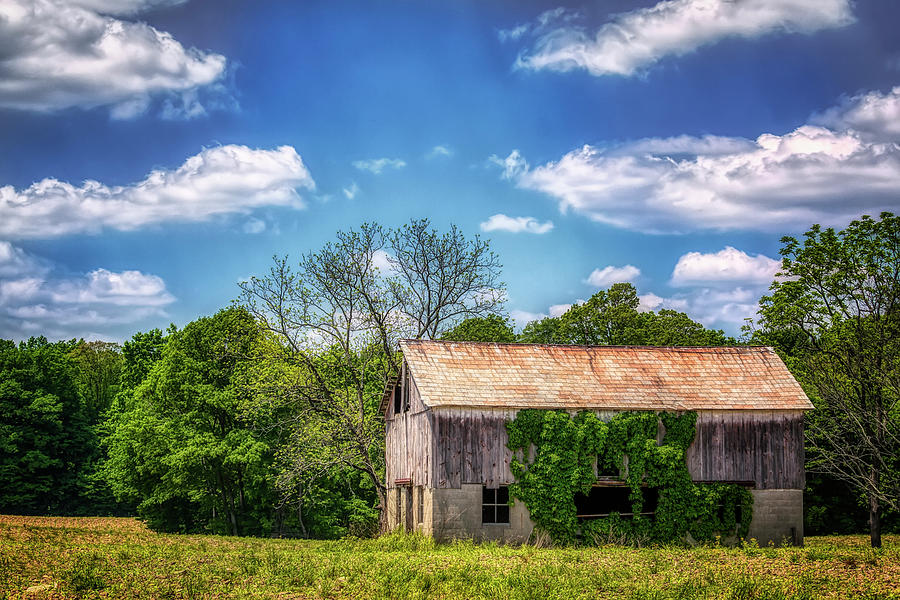 Barn with Ivy Photograph by Tom Mc Nemar