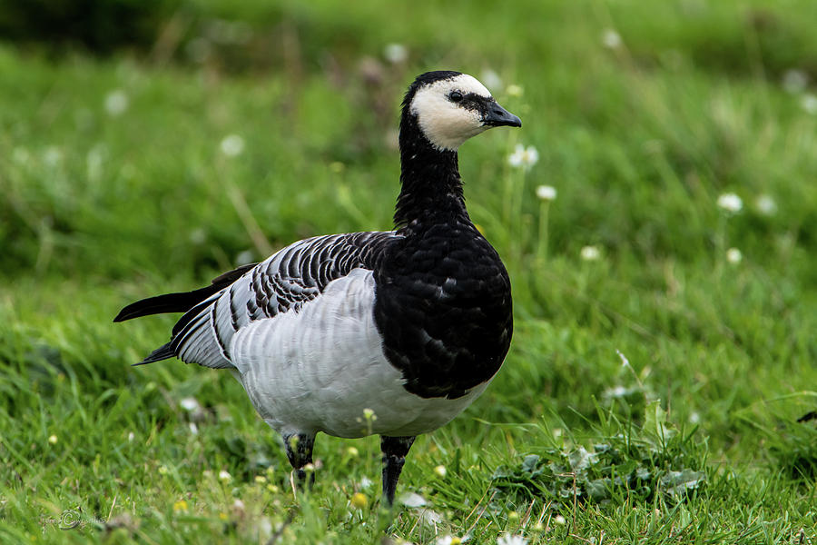Barnacle Goose on the ground Photograph by Torbjorn Swenelius