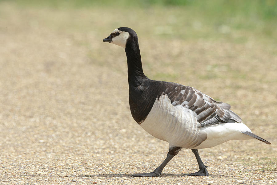 Barnacle goose out for a stroll Photograph by Scott Lyons