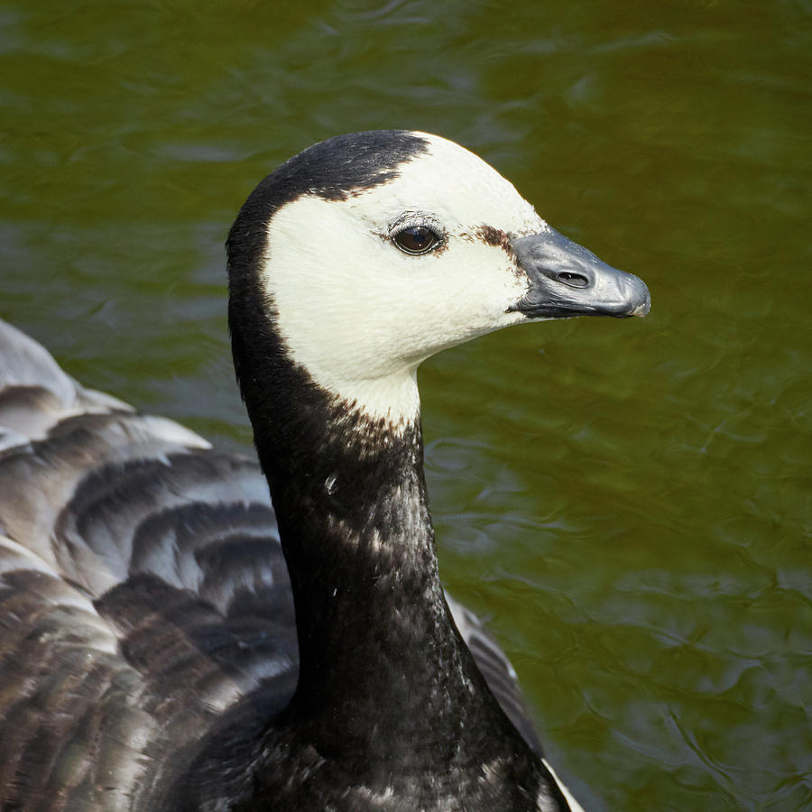 Barnacle Goose Portrait Photograph