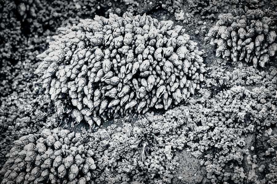 Barnacles on Bandon Beach - Oregon Photograph by Stuart Litoff