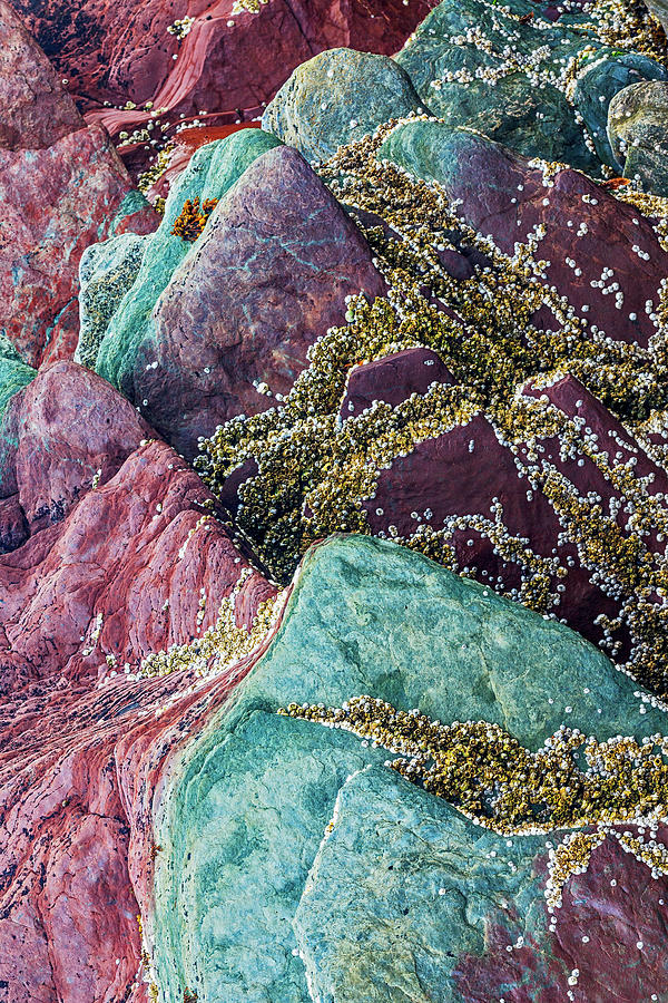 Barnacles On Batsfjord Rocks Photograph by Heike Odermatt