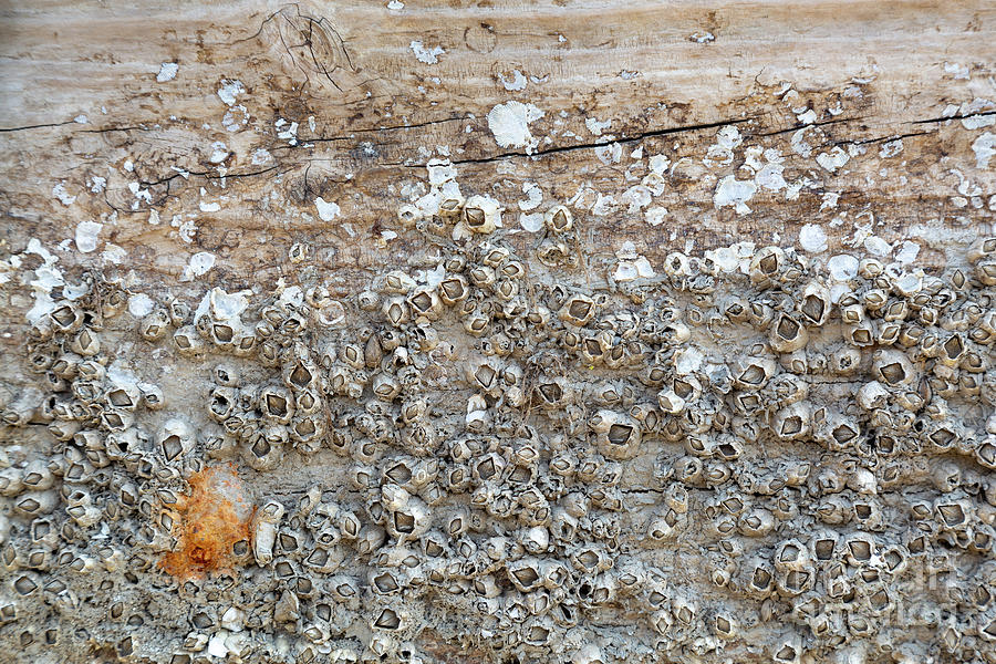 Barnacles on Wood Photograph by Mike Cavaroc - Fine Art America