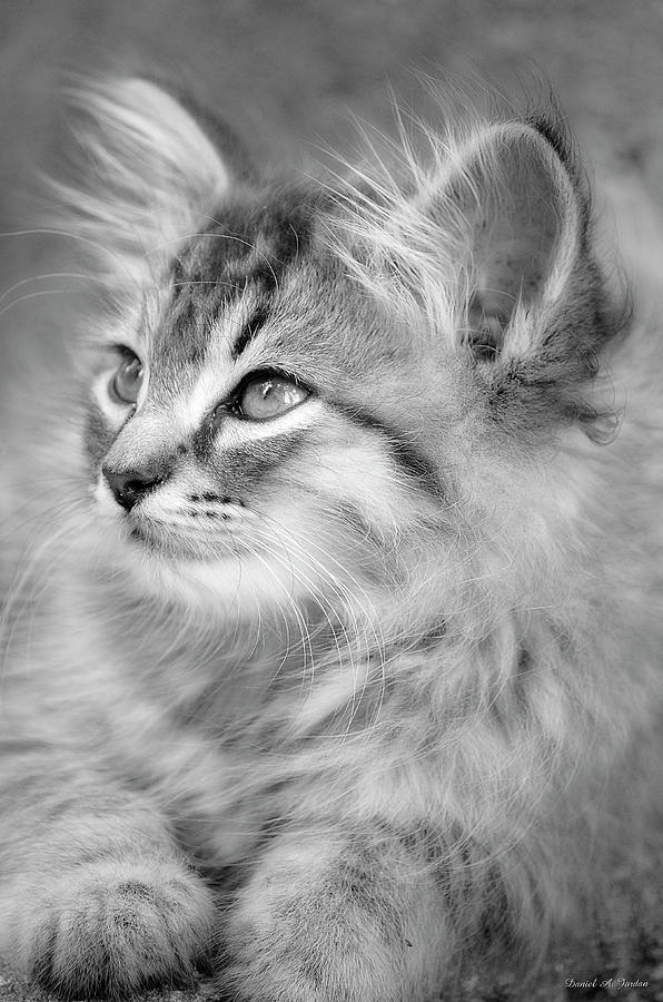 Cat Photograph - Barney Hall by Dan Jordan