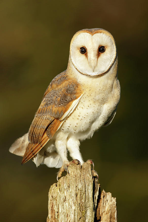 Barnie by Simon Litten Barnie by Simon Litten