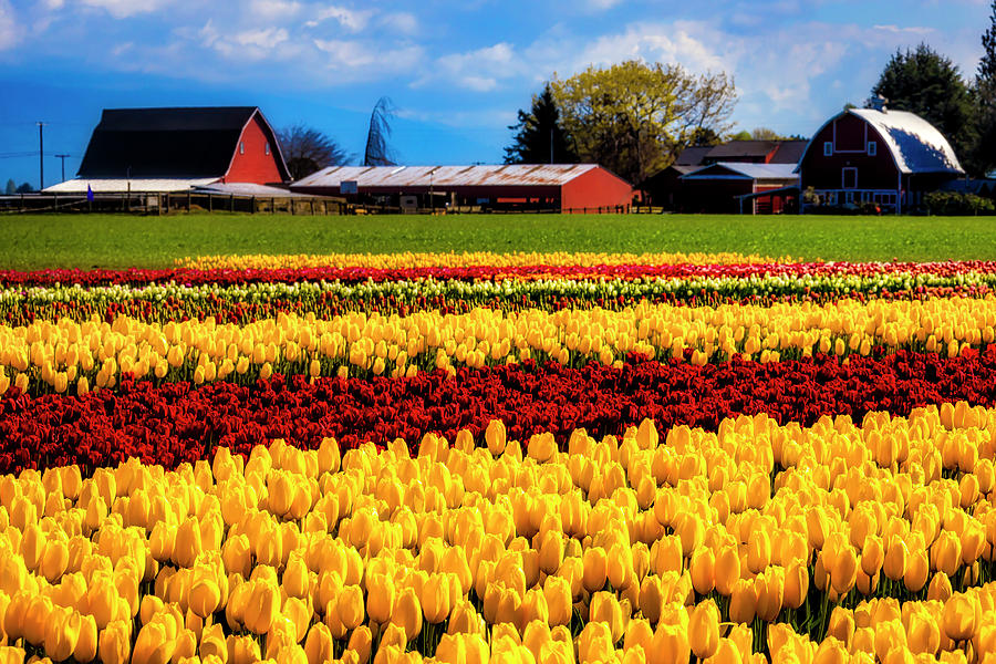 Barns And Tulips Photograph by Garry Gay