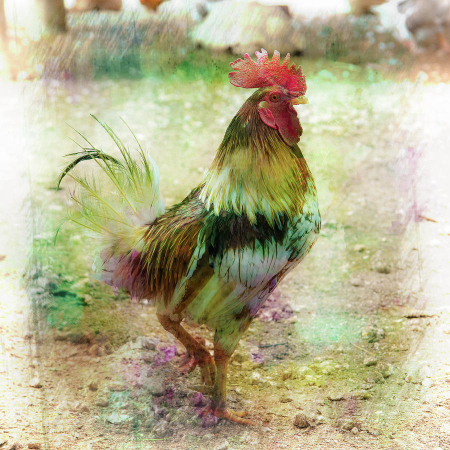 Barnyard Rooster Photograph by Mark Andrew Thomas
