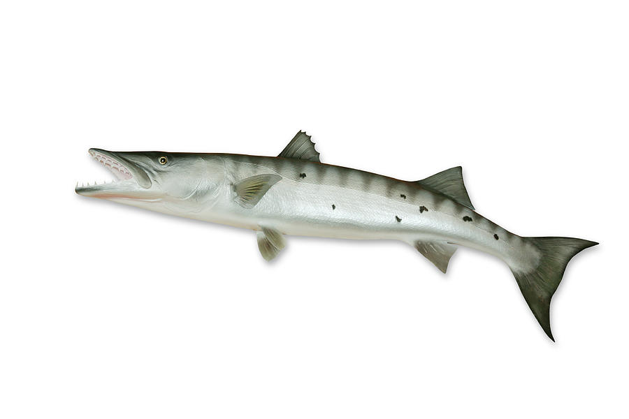 Barracuda With Clipping Path Photograph by Georgepeters
