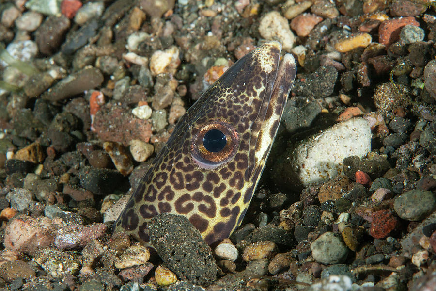 Barred Conger Eel Head Poking Through Gravel. Pantar, Alor Photograph ...