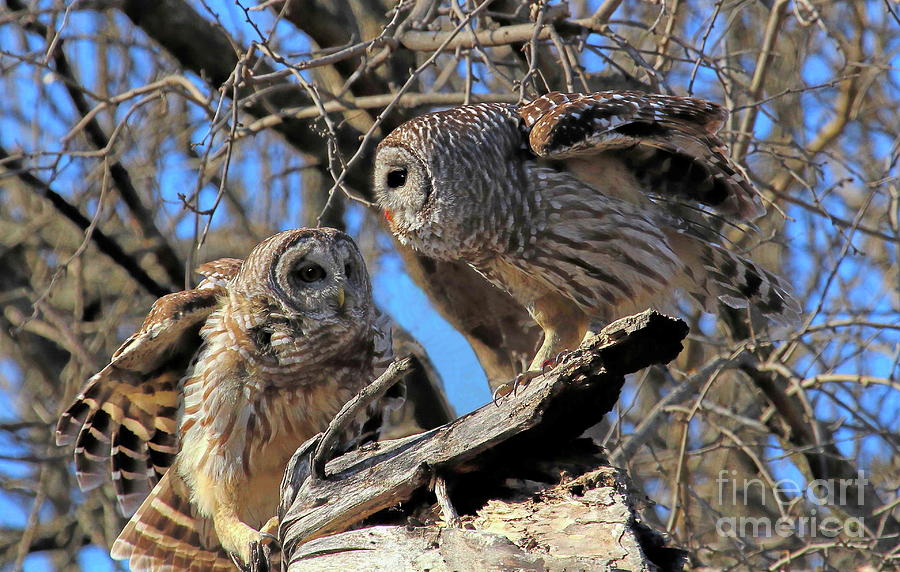 Barred Owl Mates Photograph by Gail Huddle Fine Art America