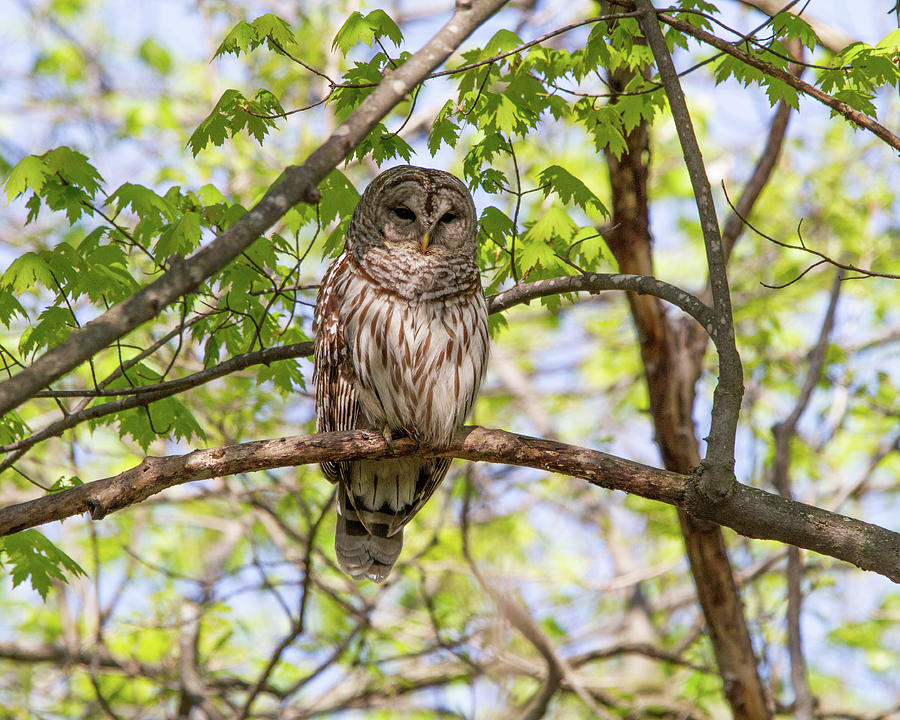 Barred Owl 01 Photograph by Joel Witmeyer