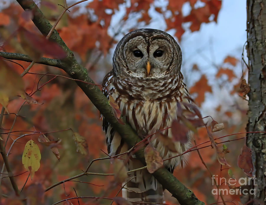 Barred Owl 24 Photograph by Steve Gass