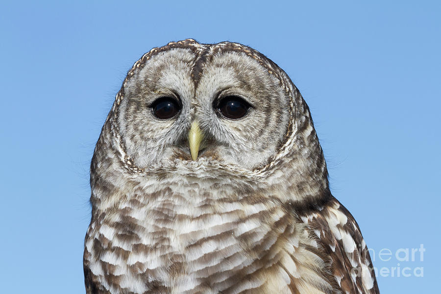 Barred Owl 3 Photograph by Chris Scroggins