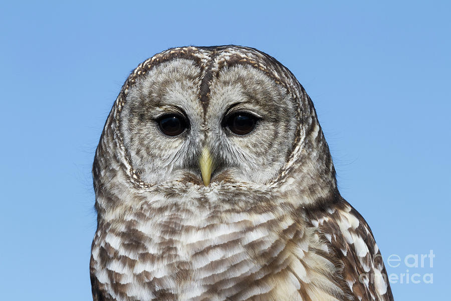 Barred Owl 4 Photograph by Chris Scroggins