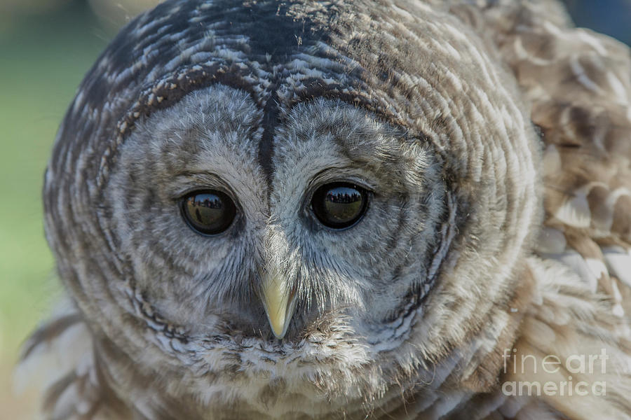 Barred Owl 7 Photograph by Chris Scroggins
