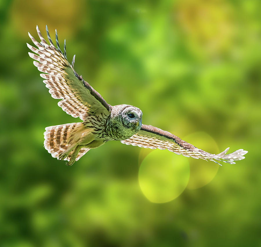 Barred Owl Photograph by Alex Li
