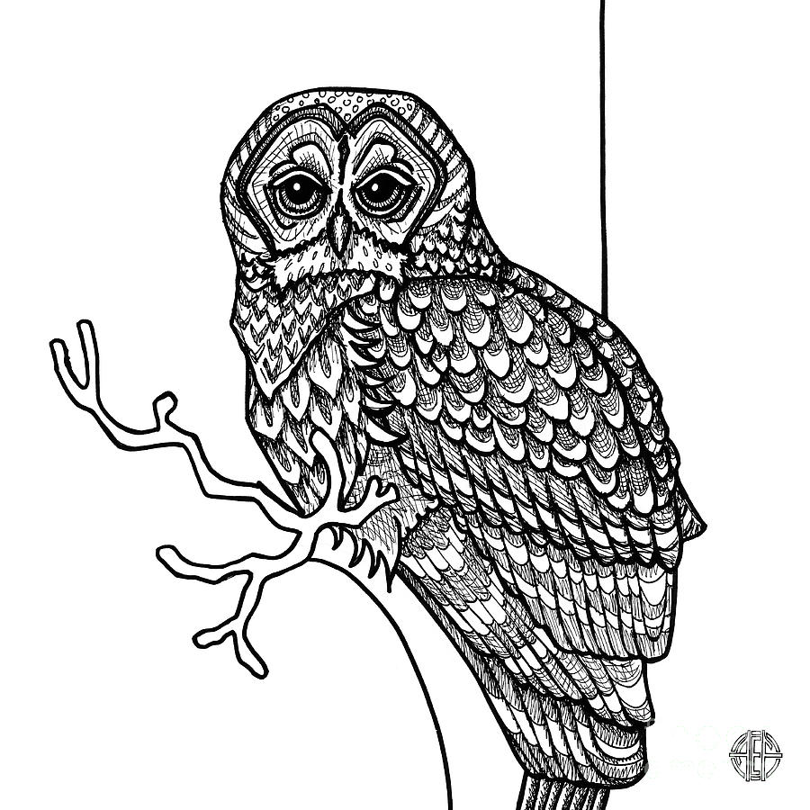 Barred Owl Drawing by Amy E Fraser