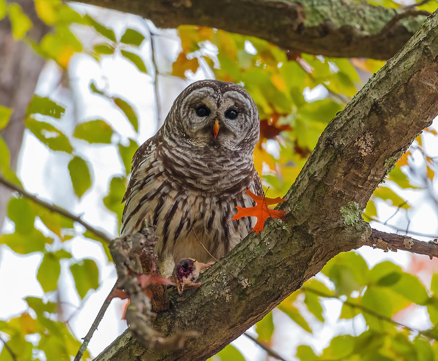 Barred Owl And Its Prey With Fall Color Photograph by Tu Qiang (john) Chen