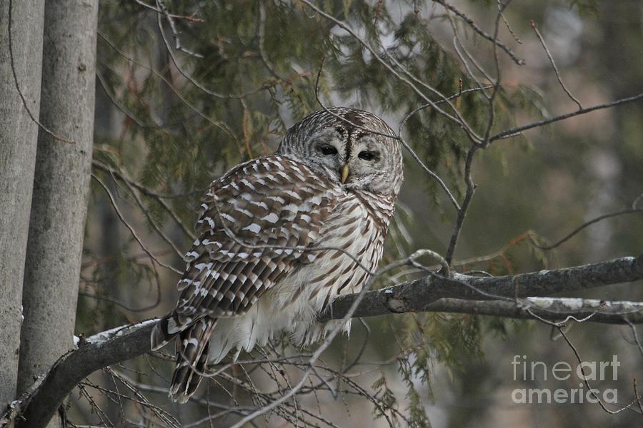 Barred owl at dusk Photograph by Heather King