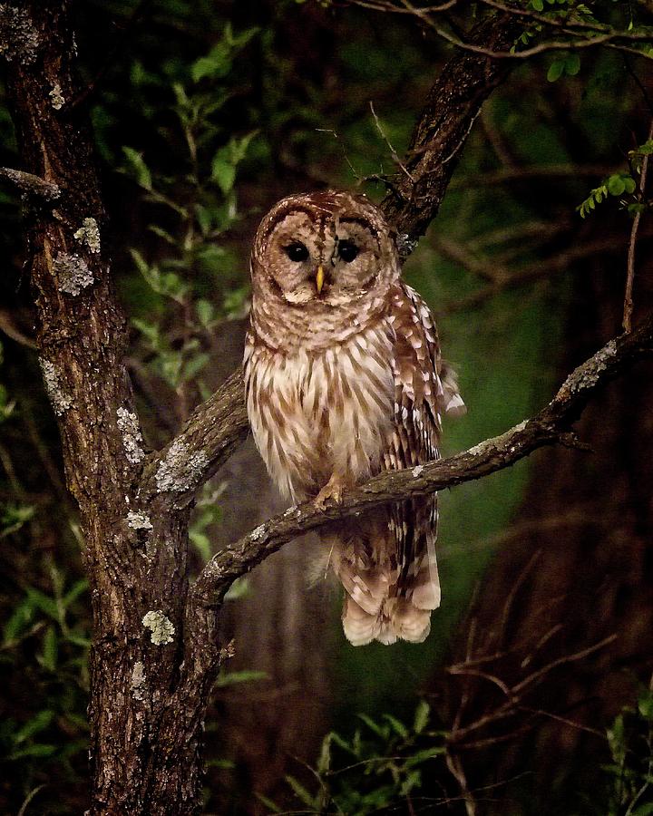 Barred Owl at Dusk Photograph by Ronald Lutz