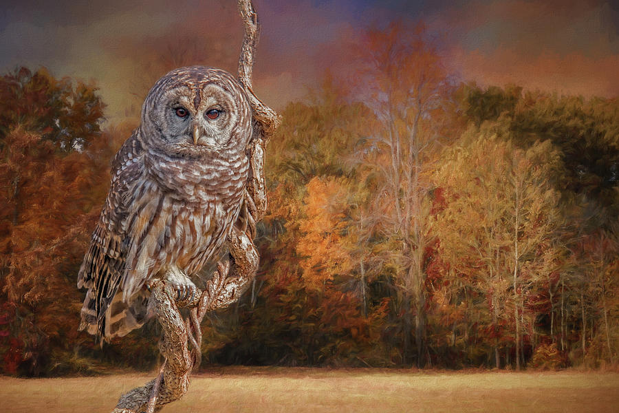 Barred Owl Autumn Digital Art by Jerry Dalrymple Barred Owl Autumn Digital Art by Jerry Dalrymple