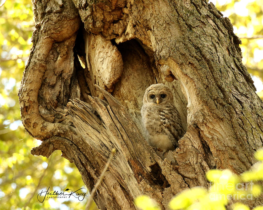 Barred owl baby in his nest Photograph by Heather King