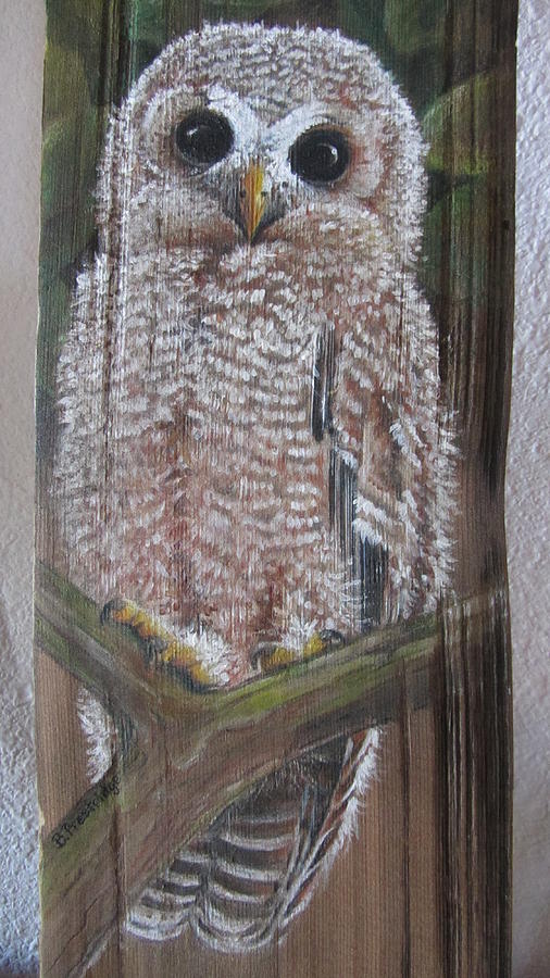 Barred Owl Mixed Media by Barbara Prestridge