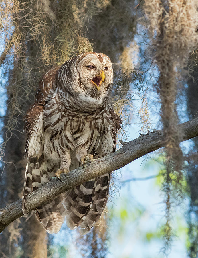 Barred Owl Bellowing by Georgia Wilson Barred Owl Bellowing by Georgia Wilson