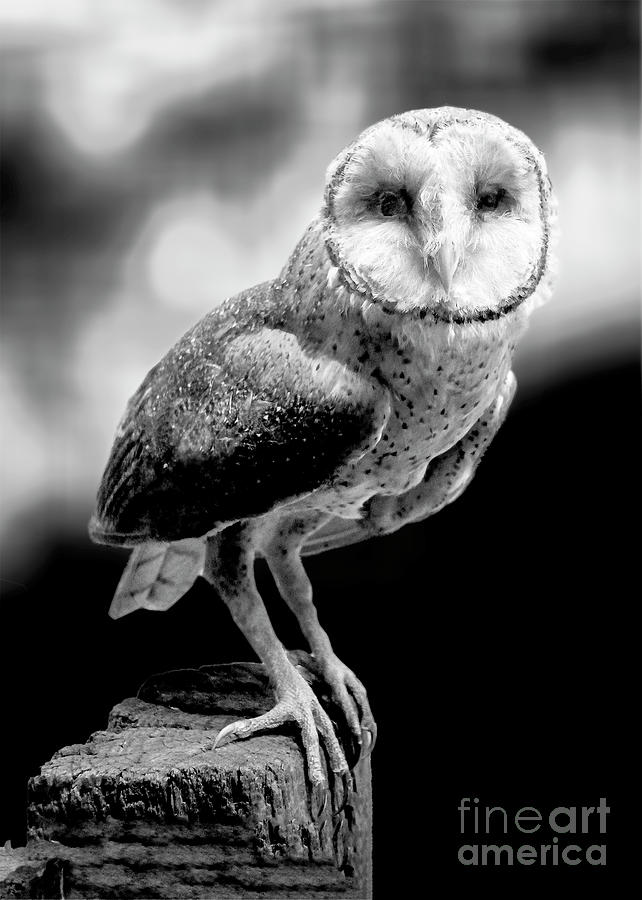 Barred Owl Bw Digital Art by Anthony Ellis