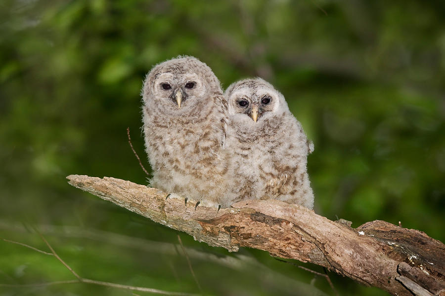 Barred Owl Chicks Photograph by James Zipp