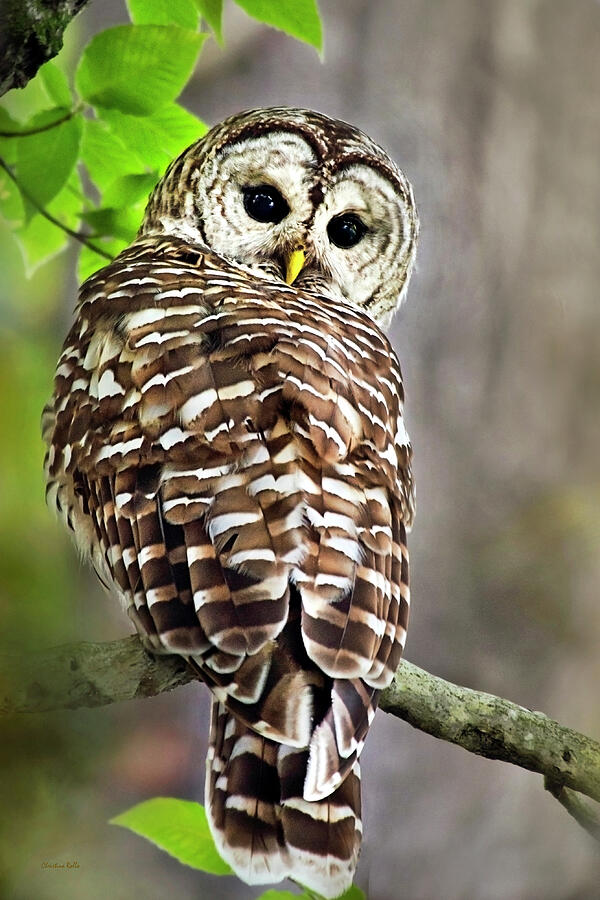 Barred Owl Photograph by Christina Rollo