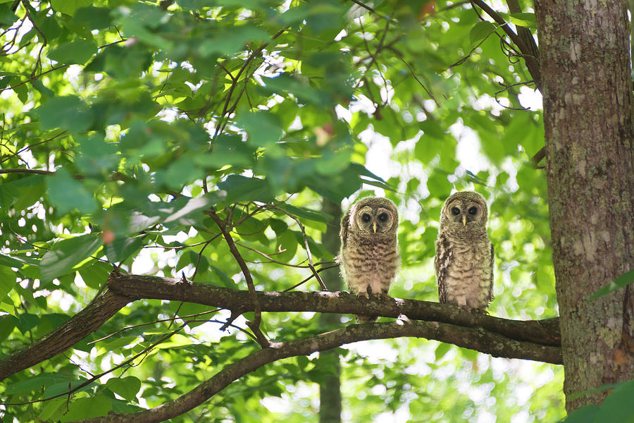 Barred Owl Couple In Trees Photograph by Gary S Chapman